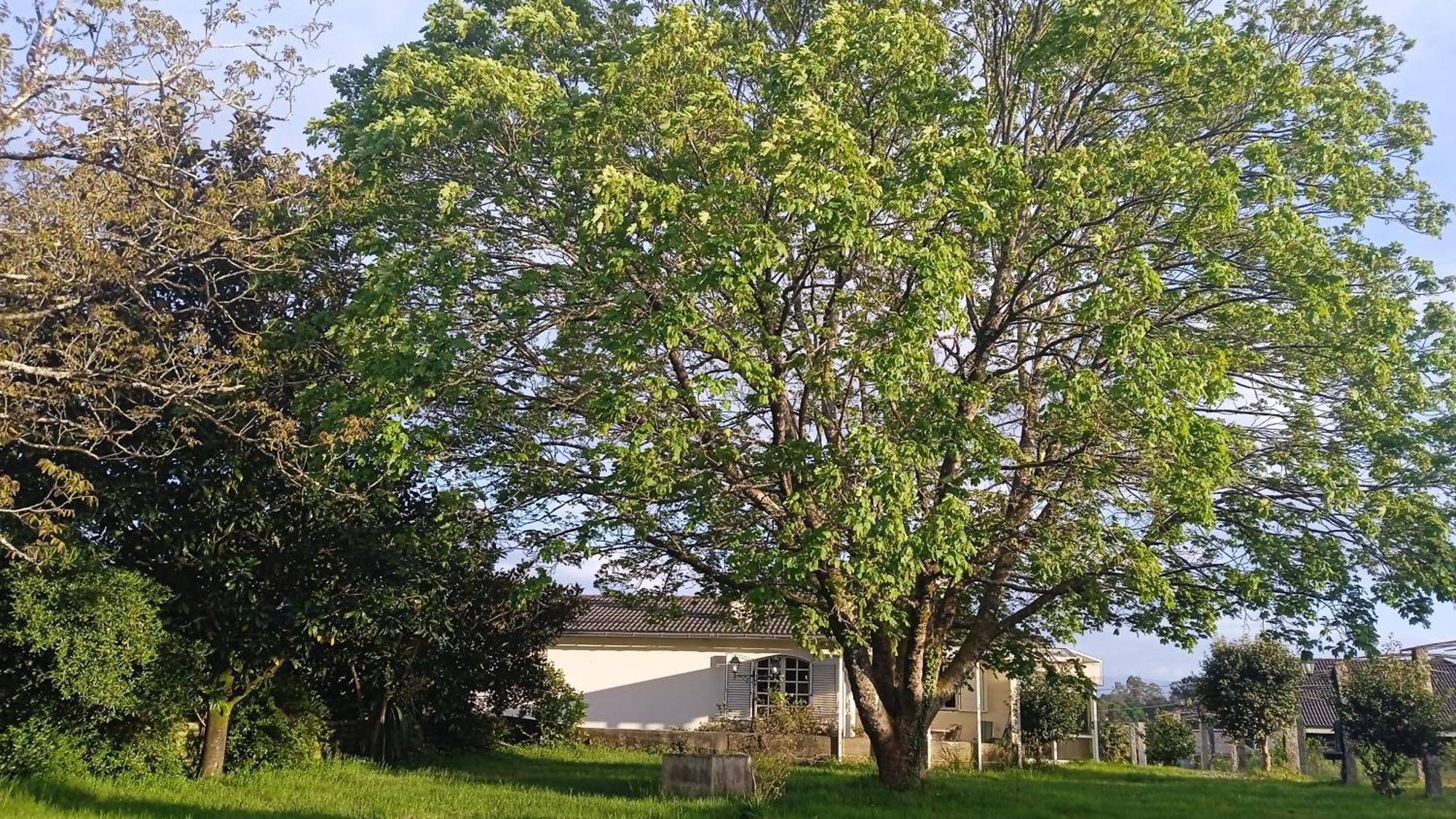 مبيت وإفطار A Casa De Abelleira بوينتيارياس المظهر الخارجي الصورة